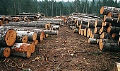 Миниатюра для версии от 12:11, 11 декабря 2024