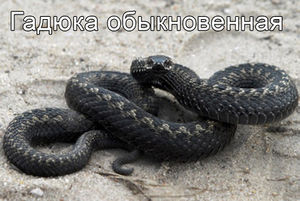 1dbcbd80cdcbe4455c63bbf1b09d86fc.jpeg
